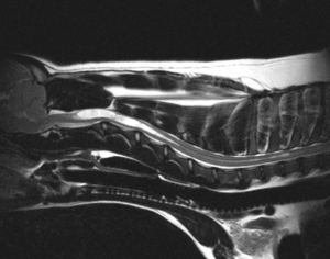 Dog Spine