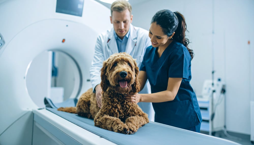 Firefly a picture of a male veterinarian and female vet tech comforting a happy goldendoodle laying 